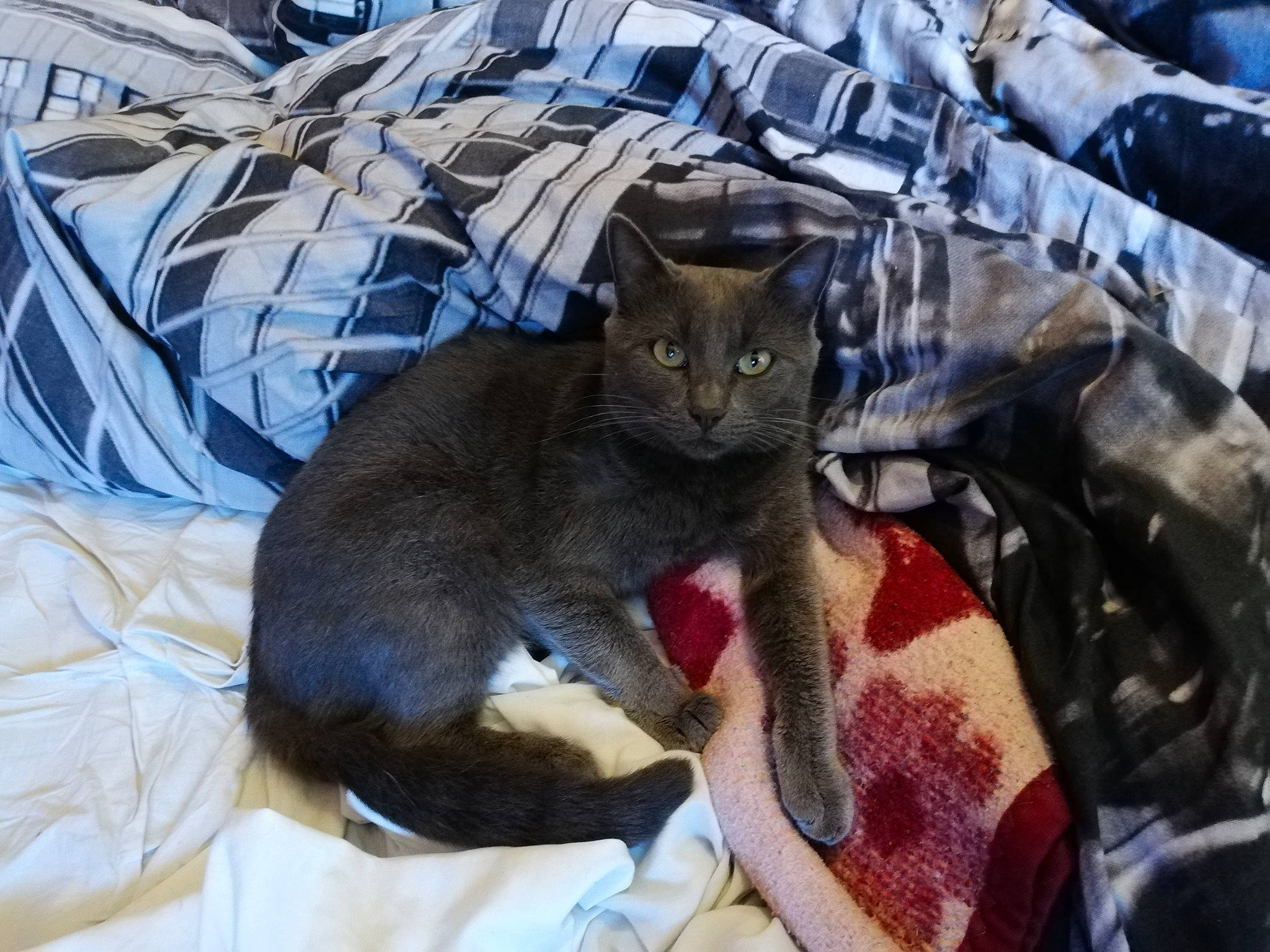 Grisette participe au concours pour gagner de l'argent avec cette photo : asian, carnivore, cat, domestic_short_haired_cat, european_shorthair, felidae, fur, german_rex, kitten, mammal, russian_blue, small_to_medium_sized_cats, tabby_cat, whiskers