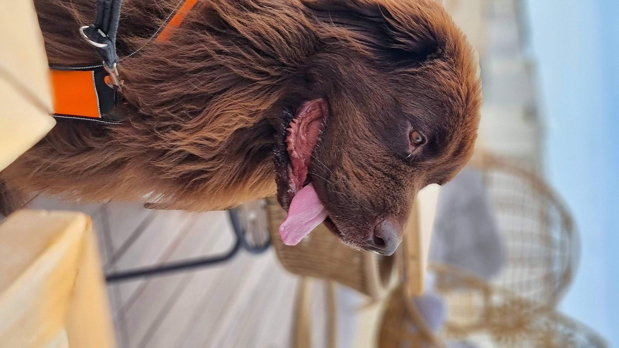 Noumea a rejoint le concours — aidez-le/la à gagner de superbes lots ! canidae, carnivore, collar, companion_dog, dog, dog_breed, dog_collar, dog_supply, ear, fang, fawn, fur, leash, liver, pet_supply, snout, sporting_group, whiskers, working_animal, wrinkle