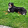 dog, bernese_mountain_dog, grass, outdoor, pet, animal, tongue_out, lying_down, wooden_deck, bone, happy, nature, fur, black_fur, brown_fur, white_fur, mammal, relaxed, summer, daytime