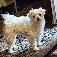 Venus Swan is registered to the contest to win money with this photo: animal, carpet, companion, curious, cute, dog, doorway, floor, fluffy, fur, furniture, home, indoor, looking, pet, portrait, shoes, small_dog, standing, white_dog