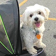 Venus Swan is registered to the contest to win money with this photo: dog, white_dog, small_dog, pet, stroller, outdoor, asphalt, parking_lot, yellow_line, collar, tag, tongue_out, happy, fluffy, animal, cute, pet_accessory, canine, playful, companion