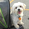 dog, white_dog, small_dog, pet, stroller, outdoor, asphalt, parking_lot, yellow_line, collar, tag, tongue_out, happy, fluffy, animal, cute, pet_accessory, canine, playful, companion