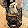 Venus Swan is registered to the contest to win money with this photo: animal, blanket, canine, collar, comfort, cute, dog, domestic_pet, fabric, floor_tiles, happy, indoor, leash, mesh_window, pet_accessory, pet_stroller, small_dog, smiling, wheel, white_dog