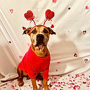Max joined the competition — help win amazing prizes! dog, red_shirt, heart_headband, confetti, valentines_day, brown_dog, decorations, cute, pet, indoor, celebration, costume, adorable, animal, festive, love, heart_shapes, sitting, portrait, playful
