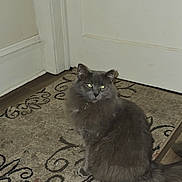 Nacho is registered to the contest to win money with this photo: cat, gray_cat, indoor, rug, door, feline, pet, animal, fluffy, sitting, floor, domestic_cat, eyes, whiskers, tail, home, carpet, fur, looking, mysterious