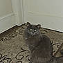 cat, gray_cat, indoor, rug, door, feline, pet, animal, fluffy, sitting, floor, domestic_cat, eyes, whiskers, tail, home, carpet, fur, looking, mysterious
