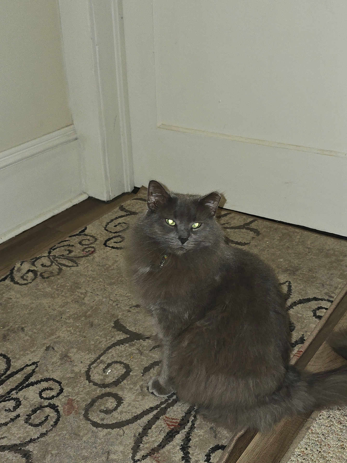 Nacho is registered to the contest to win money with this photo: cat, gray_cat, indoor, rug, door, feline, pet, animal, fluffy, sitting, floor, domestic_cat, eyes, whiskers, tail, home, carpet, fur, looking, mysterious