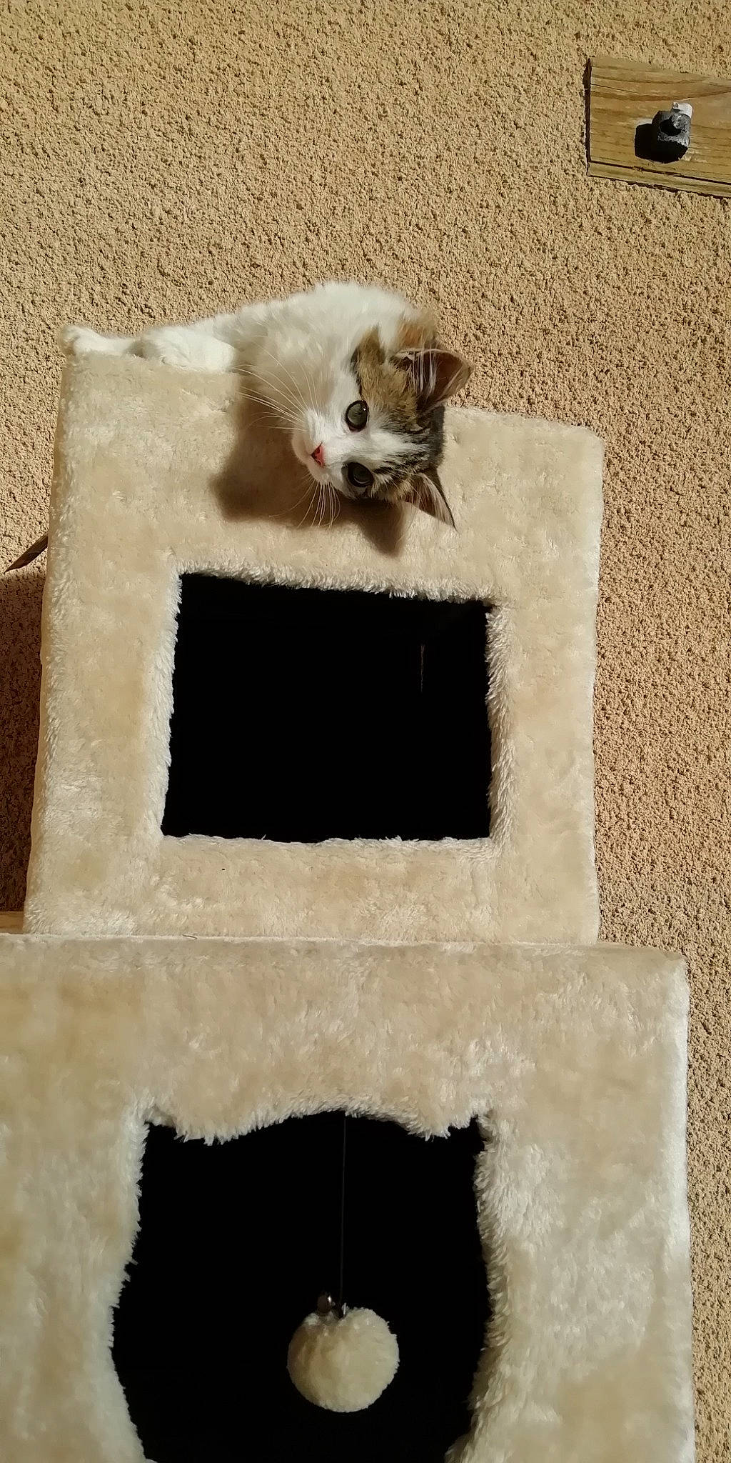 Ficelle participe au concours pour gagner de l'argent avec cette photo : art, carnivore, cat, cat_supply, chair, concrete, fawn, felidae, flooring, font, fur, grey, linens, pet_supply, rectangle, small_to_medium_sized_cats, tail, whiskers, window, wood