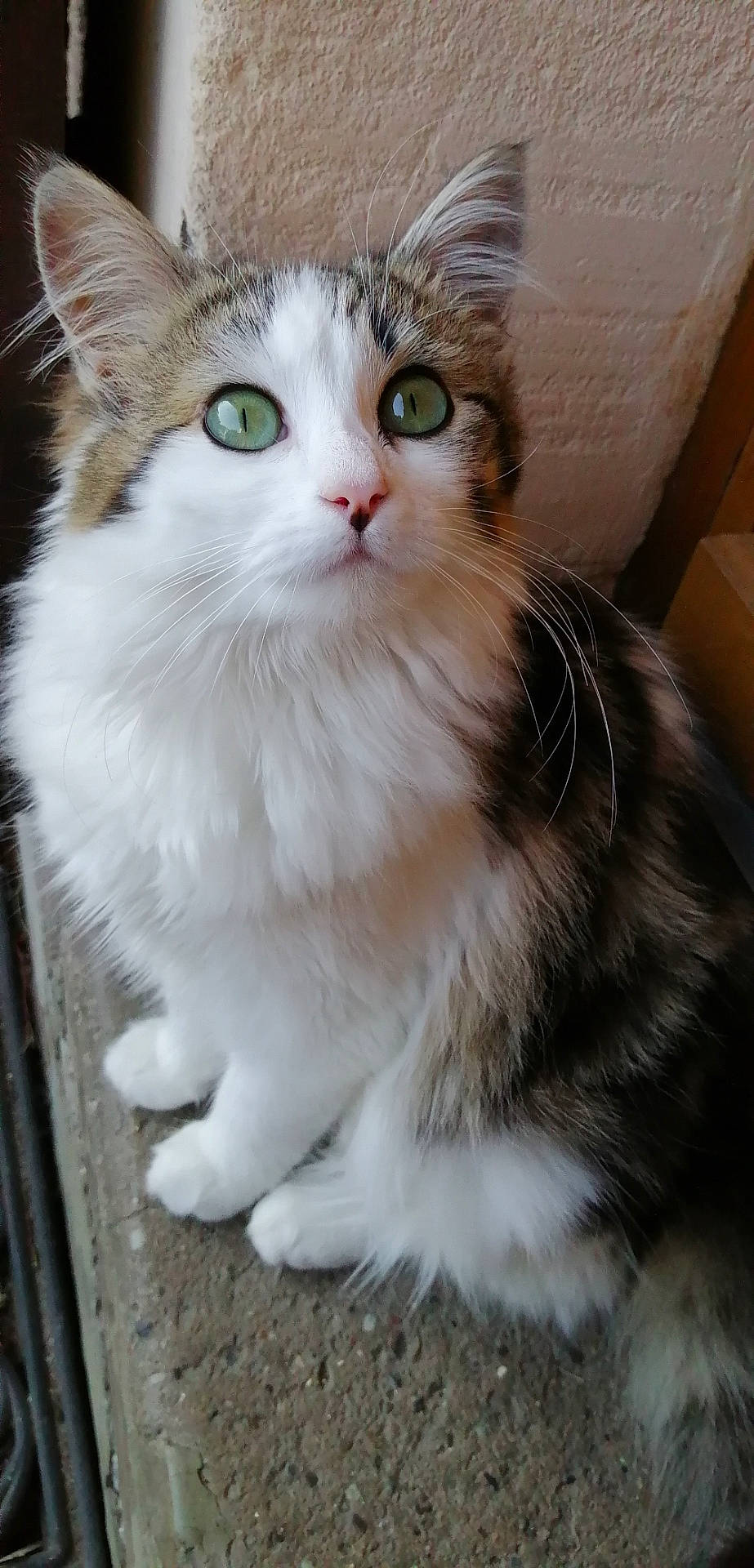 Ficelle a rejoint le concours — aidez-le/la à gagner de superbes lots ! carnivore, cat, claw, domestic_short_haired_cat, fawn, felidae, fur, paw, small_to_medium_sized_cats, snout, tail, terrestrial_animal, whiskers, window