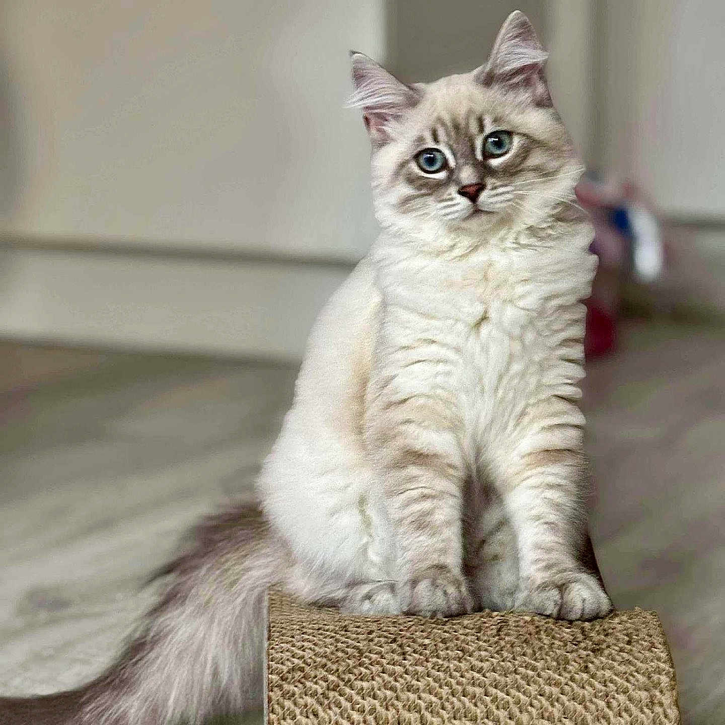 Atlas a rejoint le concours — aidez-le/la à gagner de superbes lots ! animal, blue_eyes, cat, close_up, curious, cute, domestic_animal, feline, floor, fluffy, fur, indoor, pet, portrait, scratcher, sitting, soft_light, tail, whiskers, young_cat