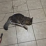 cat, tabby, gray_cat, pet, floor, tile_floor, container, small_box, plaid, paw, tail, domestic_animal, indoor, tool, pliers, foot, home, animal, cute, relaxed