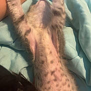 Gizzy is registered to the contest to win money with this photo: kitten, cat, paw, spotted_fur, lying_down, blanket, human_arm, resting, cute, pet, indoor, fur, sleeping, soft, animal, domestic, young, relaxed, closeup, cozy