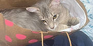 Gizzy is registered to the contest to win money with this photo: cat, paper_bag, polka_dots, grey_cat, hand, blanket, bed, toy_stroller, indoor, soft_toys, cozy, resting, feline, pet, domestic_animal, curled_up, relaxed, fabric, home, casual