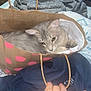 cat, paper_bag, polka_dots, grey_cat, hand, blanket, bed, toy_stroller, indoor, soft_toys, cozy, resting, feline, pet, domestic_animal, curled_up, relaxed, fabric, home, casual