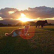 Capucin a rejoint le concours — aidez-le/la à gagner de superbes lots ! sunset, cat, dog, grass, field, leash, mountains, clouds, outdoor, nature, silhouette, sunlight, lens_flare, animal, pet, sky, evening, peaceful, landscape, mammal