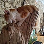 Capucin participe au concours pour gagner de l'argent avec cette photo : cat, orange_cat, white_cat, wood, driftwood, stone_wall, indoor, table, glass_bottle, notebook, rustic, curious, pet, animal, bite, wooden_sculpture, feline, mischief, decor, cozy