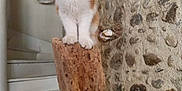 Capucin participe au concours pour gagner de l'argent avec cette photo : cat, kitten, wood, stump, stone_wall, stairs, indoors, curious, pet, animal, orange_and_white, feline, perched, wood_texture, decor, house, domestic, small_animal, looking_up, cozy
