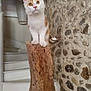 cat, kitten, wood, stump, stone_wall, stairs, indoors, curious, pet, animal, orange_and_white, feline, perched, wood_texture, decor, house, domestic, small_animal, looking_up, cozy