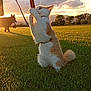 Capucin a rejoint le concours — aidez-le/la à gagner de superbes lots ! cat, dog, grass, sunset, leash, outdoor, animal, pets, field, sky, clouds, silhouette, nature, playing, sunlight, feline, canine, collar, trees, horizon