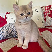 Nala a rejoint le concours — aidez-le/la à gagner de superbes lots ! animal, blanket, cat, cozy, cushion, cute, domestic_animal, ears, eyes, feline, fluffy, fur, indoor, kitten, paw_prints, pet, sitting, tail, whiskers, young
