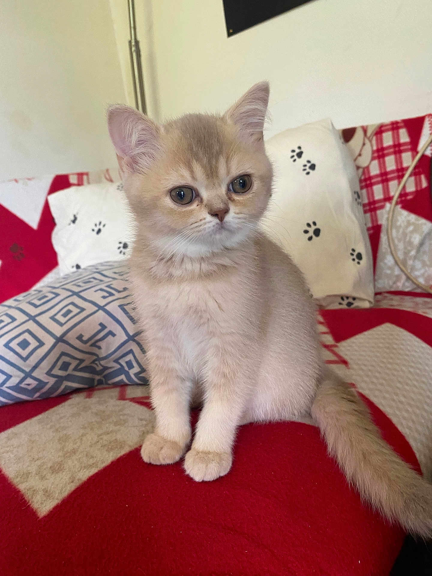 Nala