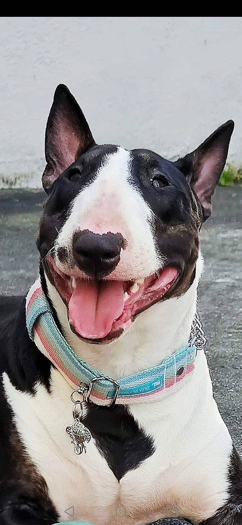 Tokyo a rejoint le concours — aidez-le/la à gagner de superbes lots ! american_staffordshire_terrier, bull_and_terrier, bull_terrier, bull_terrier_miniature, canidae, carnivore, collar, dog, dog_breed, dog_collar, mammal, non_sporting_group, old_english_terrier, rare_breed_dog, snout, terrier, vertebrate, whiskers