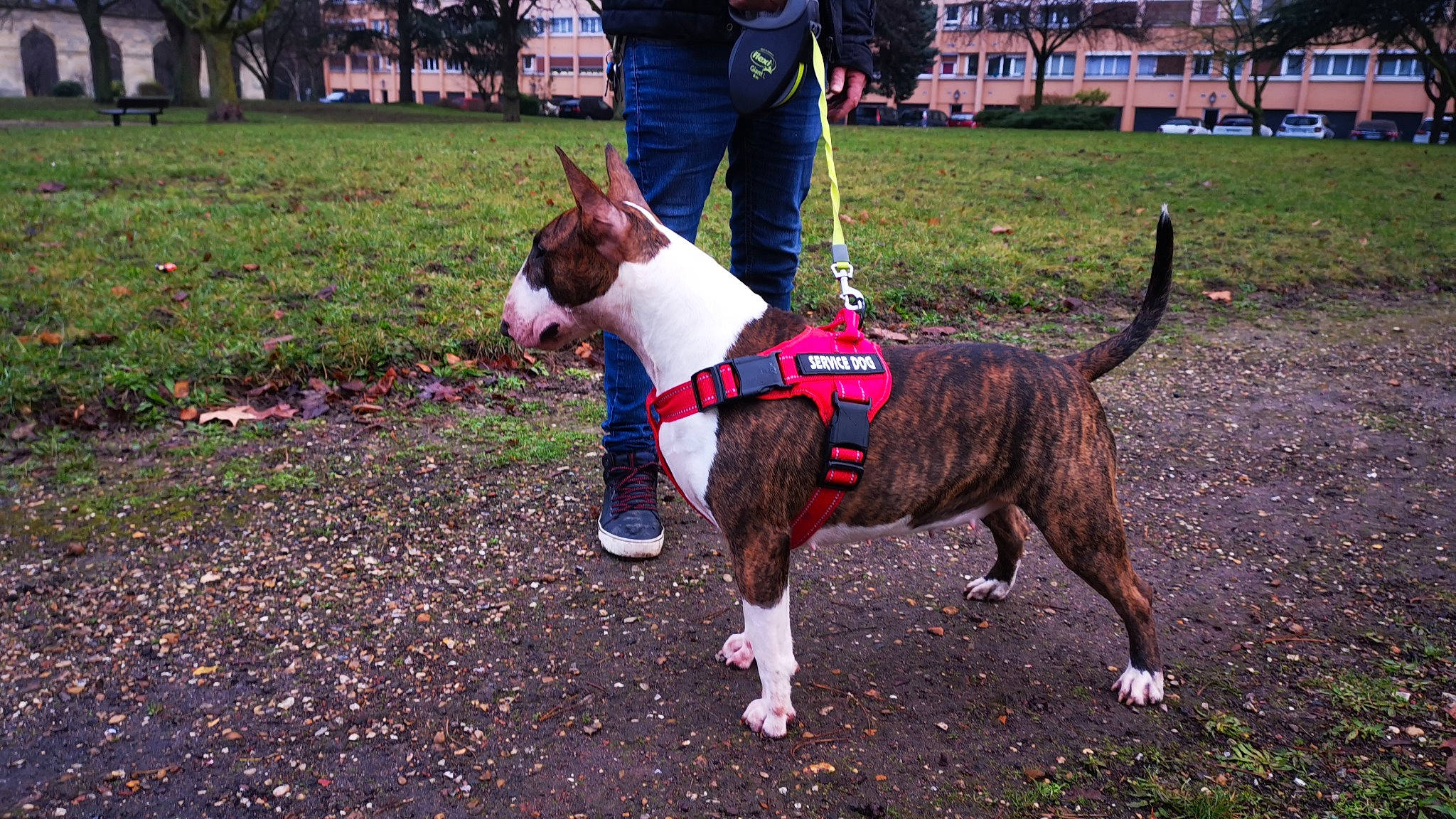 Sumo a rejoint le concours — aidez-le/la à gagner de superbes lots ! american_pit_bull_terrier, american_staffordshire_terrier, bull_and_terrier, bull_terrier, bull_terrier_miniature, canidae, carnivore, collar, dog, dog_breed, dog_walking, fashion_accessory, leash, mammal, non_sporting_group, old_english_terrier, snout, sporting_group, terrier, vertebrate