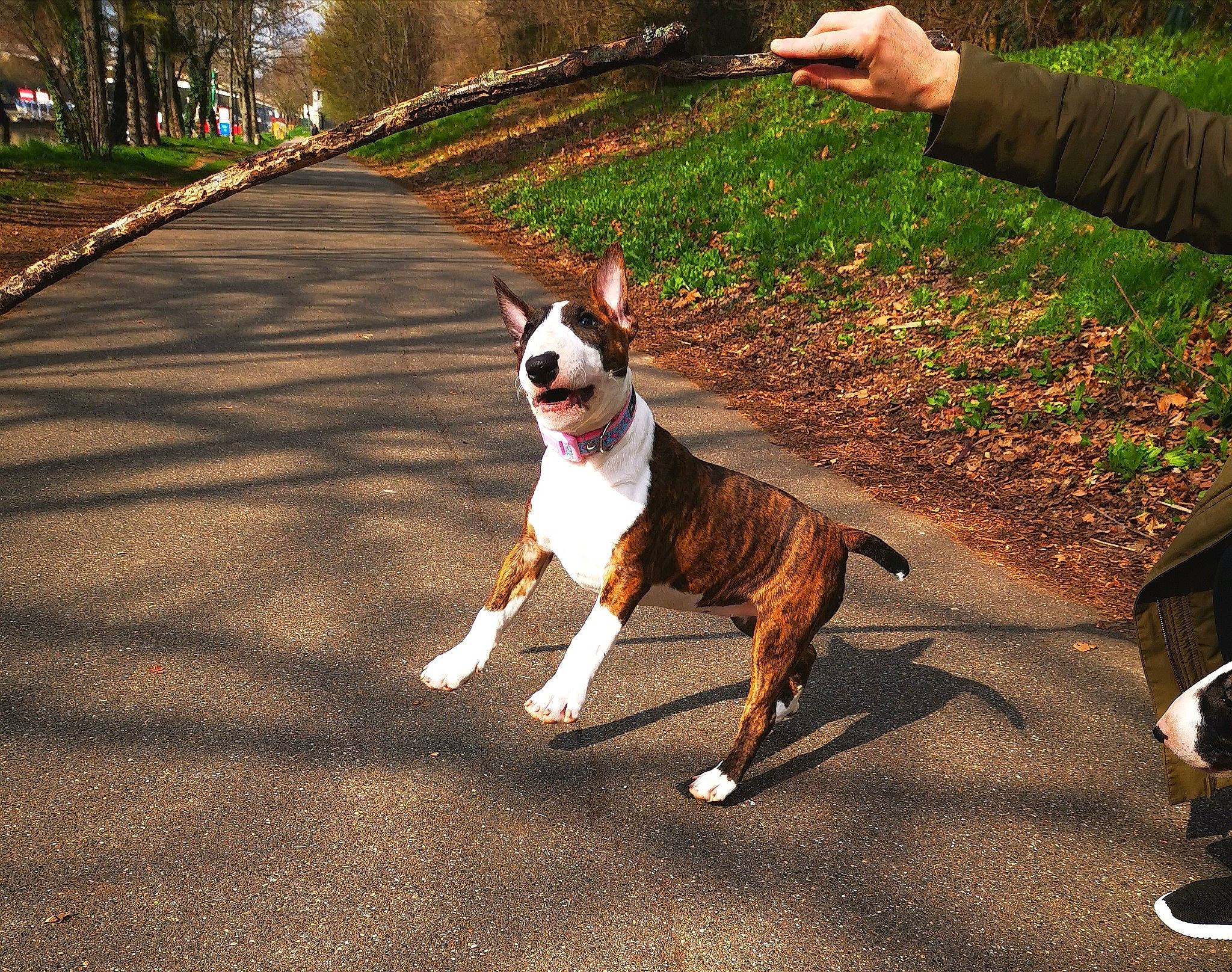 Sumo a rejoint le concours — aidez-le/la à gagner de superbes lots ! american_staffordshire_terrier, boston_terrier, bull_and_terrier, bull_terrier_miniature, canidae, carnivore, collar, companion_dog, dog, dog_breed, dog_walking, fawn, leash, mammal, non_sporting_group, snout, sporting_group, tail, vertebrate