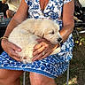 blue_and_white, casual, chair, dog, dress, floral_pattern, golden_retriever, grass, hands, jewelry, outdoor, people, person, portrait, puppy, relaxation, sitting, sleeping, summer, woman