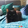 Choupinette participe au concours pour gagner de l'argent avec cette photo : cat, black_cat, pet, animal, indoor, blanket, pillows, sofa, cozy, fur, ears, eyes, resting, celebration, birthday, text_overlay, home, comfortable, cute, feline
