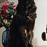 cat, black_cat, feline, fluffy, indoor, vase, plant, leaf, decoration, wooden_surface, curious, pet, animal, sitting, furniture, domestic, cozy, portrait, eyes, fur