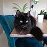 Choupinette participe au concours pour gagner de l'argent avec cette photo : cat, black_cat, fluffy, table, indoor, plant, chair, furniture, pet, animal, domestic, relaxed, portrait, eyes, tail, wood, home, cozy, blurred_background, resting