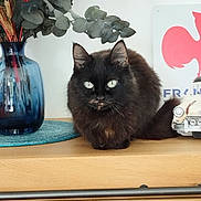 Choupinette participe au concours pour gagner de l'argent avec cette photo : cat, black_cat, pet, animal, feline, indoor, vase, eucalyptus, plant, wooden_surface, toy_car, decor, poster, rooster, eyes, fur, tabletop, still_life, domestic, relaxing