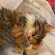 Lana joined the competition — help win amazing prizes! kitten, sleeping, cat, fur, paw, cozy, blanket, cute, pet, animal, resting, closeup, soft, indoor, adorable, feline, whiskers, relaxing, nap, comfort