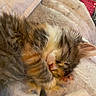 kitten, sleeping, cat, fur, paw, cozy, blanket, cute, pet, animal, resting, closeup, soft, indoor, adorable, feline, whiskers, relaxing, nap, comfort