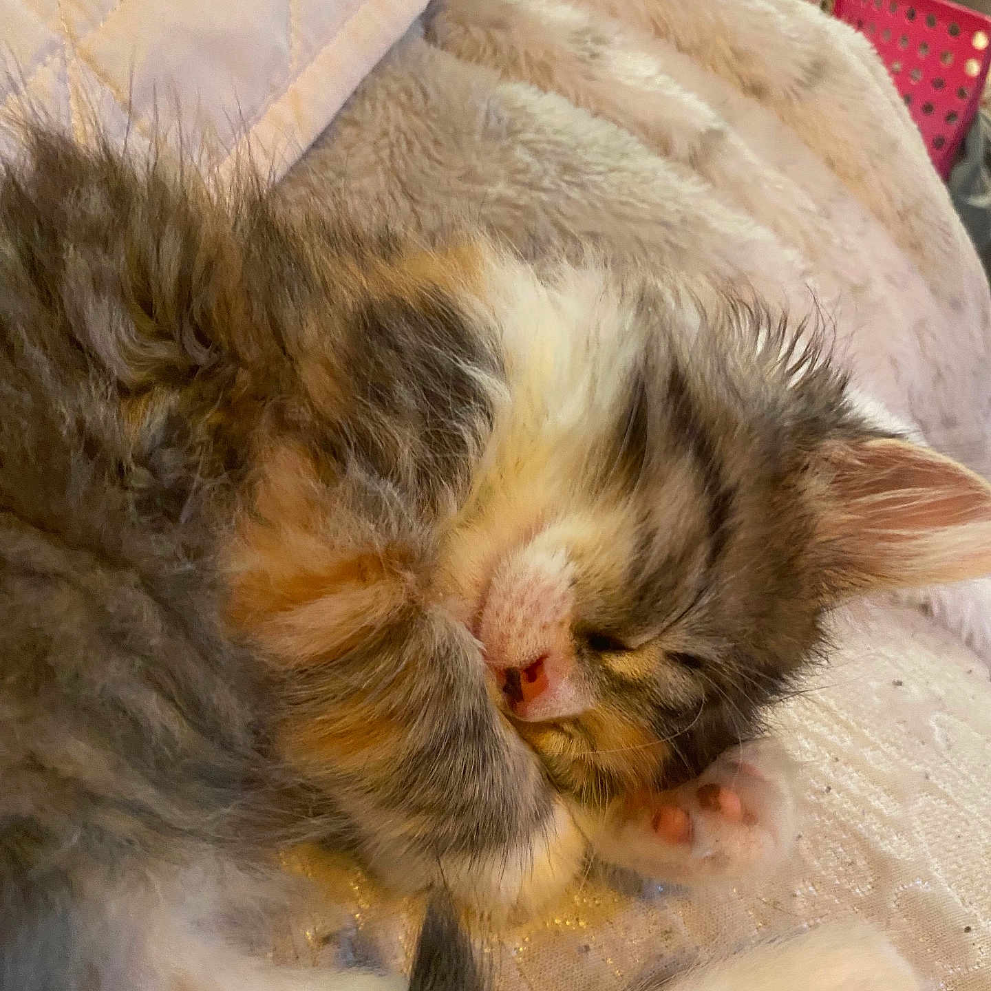 Lana joined the competition — help win amazing prizes! kitten, sleeping, cat, fur, paw, cozy, blanket, cute, pet, animal, resting, closeup, soft, indoor, adorable, feline, whiskers, relaxing, nap, comfort