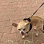 animal, chihuahua, closeup, companion, cute, daylight, dog, footwear, human_foot, leash, outdoor, patterned_ground, pavement, pet, sandal, short_hair, small_dog, tan_color, tongue_out, walking