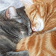 Kae Et Charlie a rejoint le concours — aidez-le/la à gagner de superbes lots ! cat, sleeping, snuggling, close_up, grey_cat, orange_cat, fur, pet, cozy, resting, domestic_animal, cute, companion, animal, whiskers, cute_pets, nap, two_cats, soft, indoor