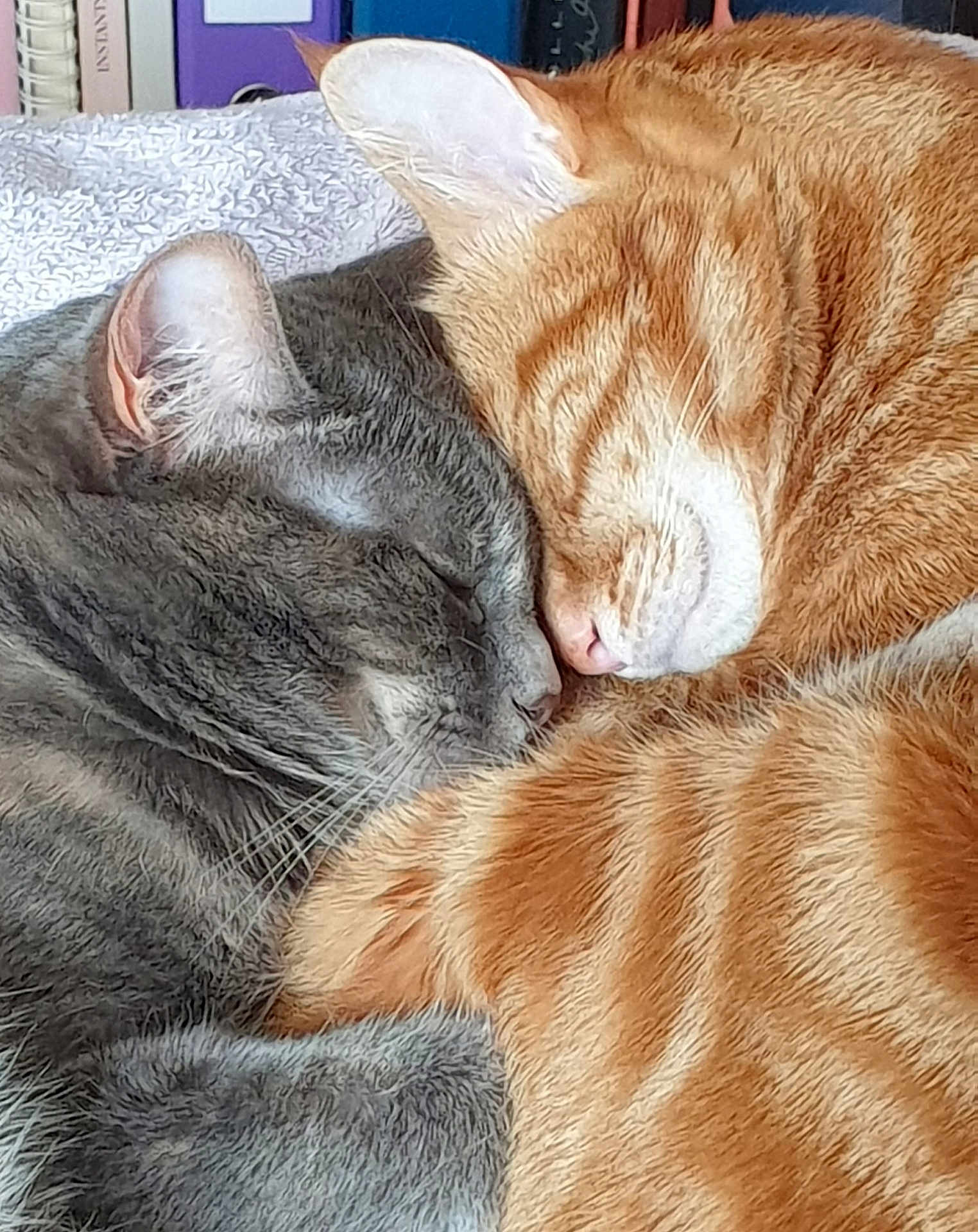 Kae Et Charlie a rejoint le concours — aidez-le/la à gagner de superbes lots ! cat, sleeping, snuggling, close_up, grey_cat, orange_cat, fur, pet, cozy, resting, domestic_animal, cute, companion, animal, whiskers, cute_pets, nap, two_cats, soft, indoor