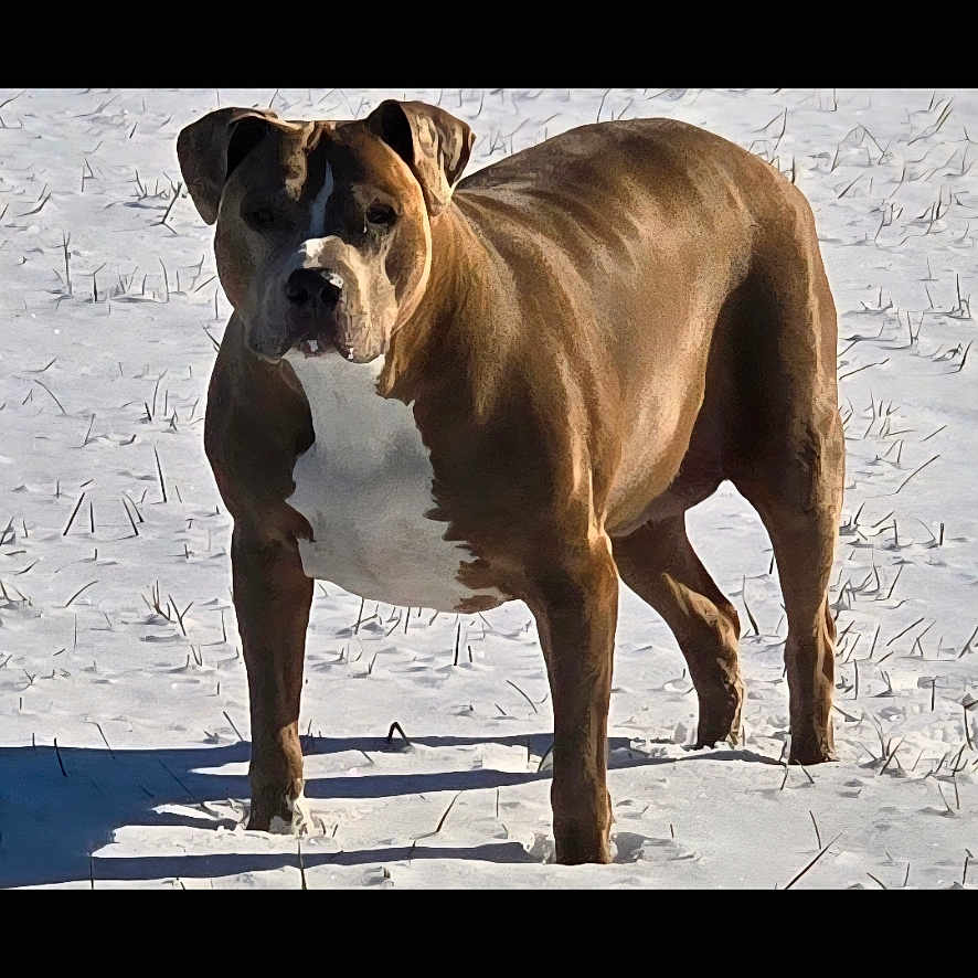Sammi Girl joined the competition — help win amazing prizes! battery_icon, brown_dog, dog, front_view, gallery_screenshot, looking_at_camera, muscular_dog, outdoor, paw, pet, portrait, shadow, short_coat, smartphone_ui, snow, snowy_field, standing, status_bar, thumbnails, winter