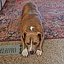 animal, brown_dog, calm, carpet, dog, ears, floor, fur, home, indoor, lying_down, paws, pet, quiet, relaxed, resting, rug, snout, vent, white_markings