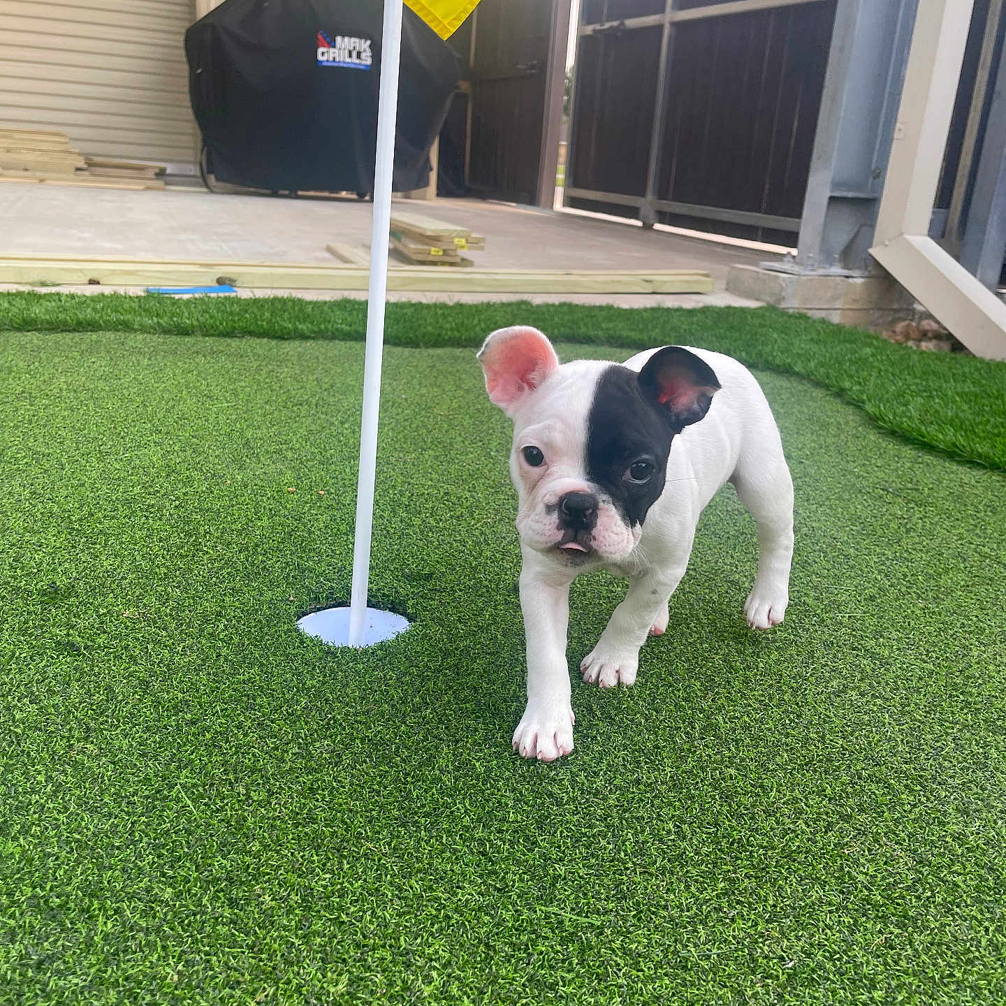 Turfy is registered to the contest to win money with this photo: animal, architecture, backyard, bostonbull, building, bulldog, canine, dog, flag, frenchbulldog, grass, lawn, nature, outdoors, pet, plant, puppy, shelter, summer, yard