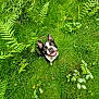 dog, boston_terrier, grass, greenery, plants, ferns, smiling, pet, outdoor, nature, happy, canine, animal, fur, ears, eyes, snout, tongue, sitting, looking_up