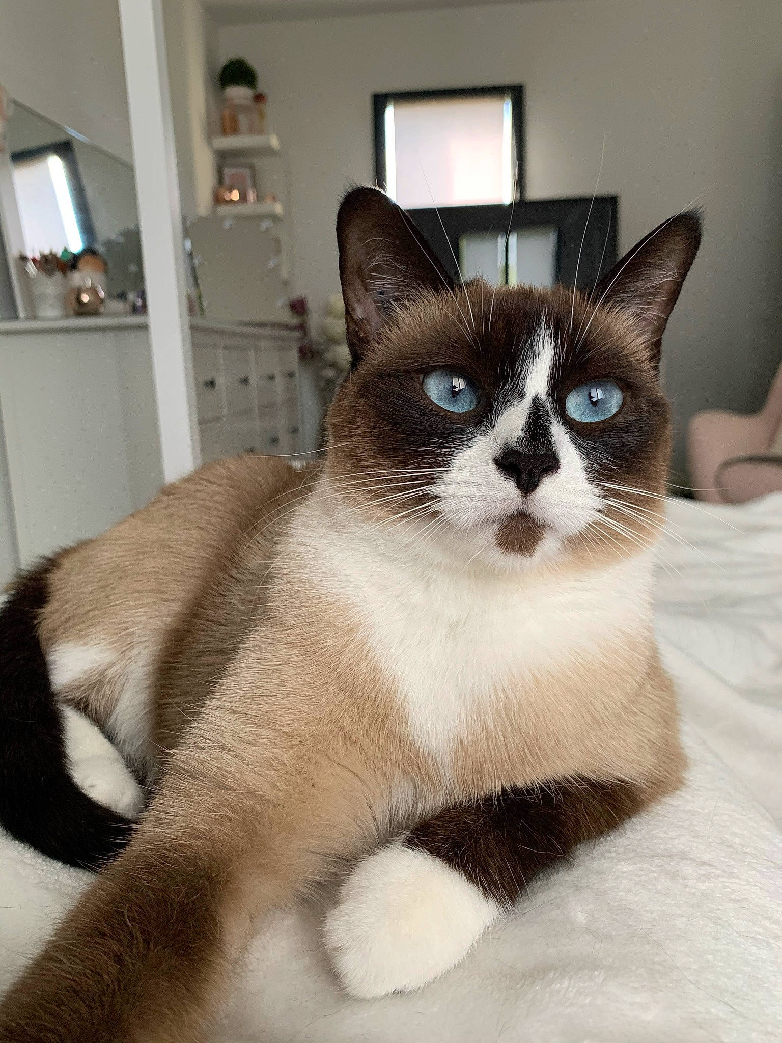 Diva a rejoint le concours — aidez-le/la à gagner de superbes lots ! carnivore, cat, cat_supply, comfort, domestic_short_haired_cat, eye, felidae, foot, fur, paw, pet_supply, small_to_medium_sized_cats, snout, tail, whiskers, window