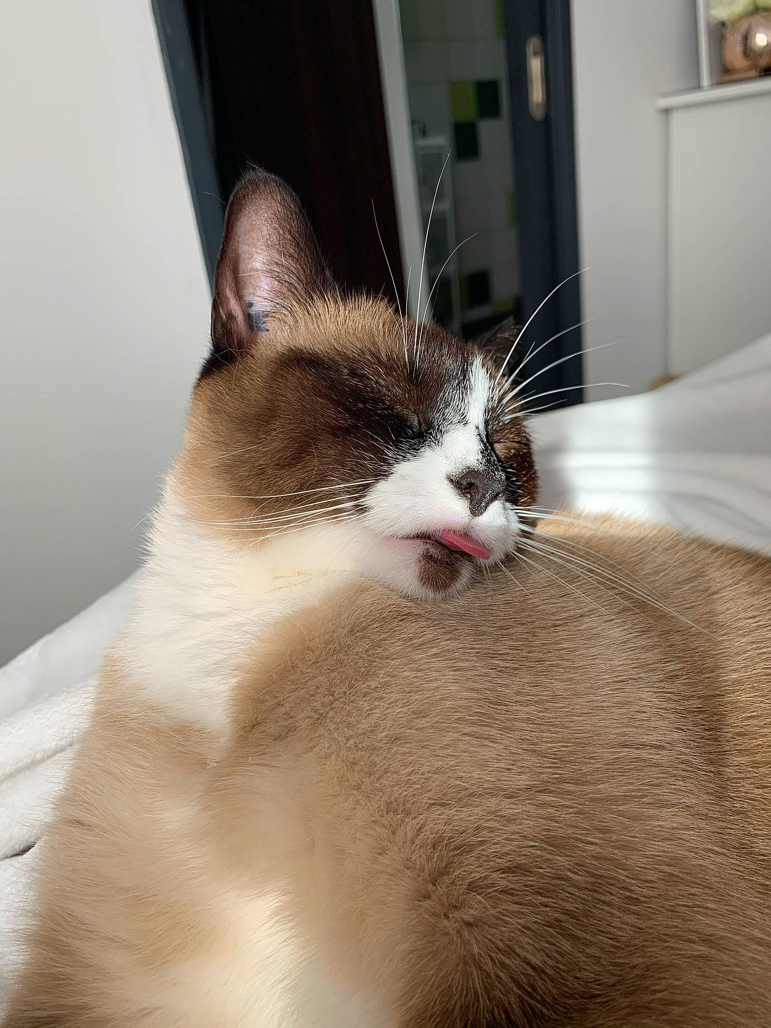 Diva participe au concours pour gagner de l'argent avec cette photo : carnivore, cat, claw, comfort, domestic_short_haired_cat, eye, felidae, foot, fur, human_leg, paw, picture_frame, small_to_medium_sized_cats, snout, tail, whiskers, window