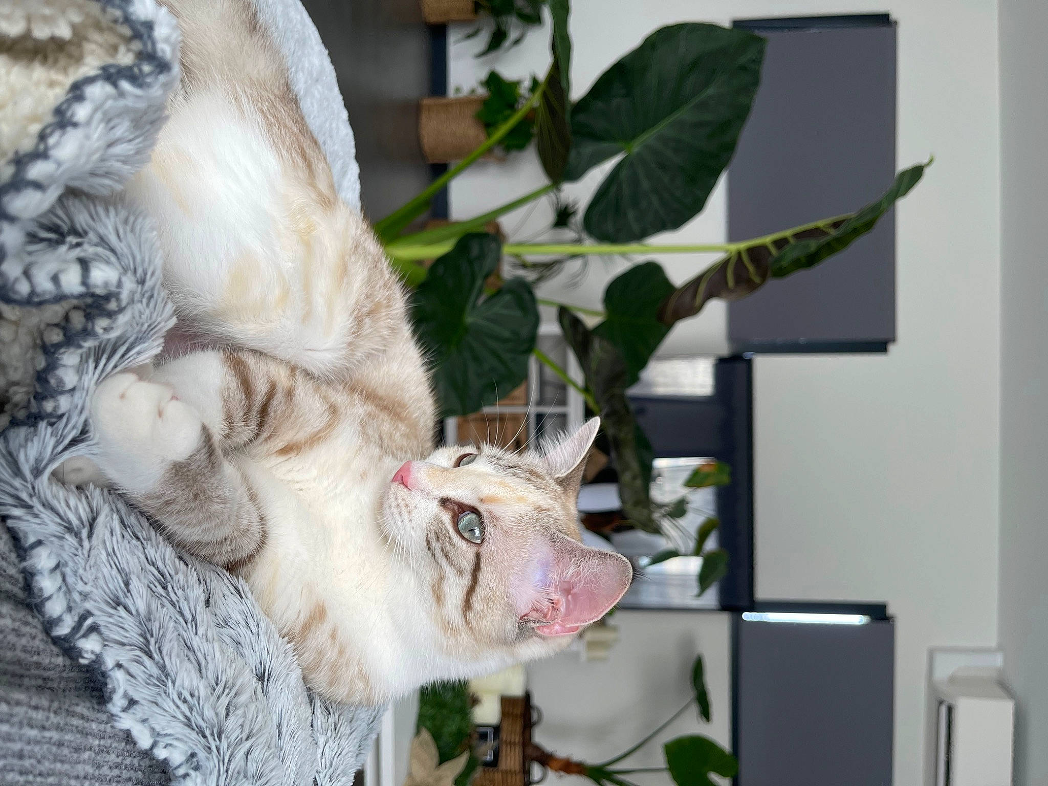 Harley a rejoint le concours — aidez-le/la à gagner de superbes lots ! canidae, carnivore, cat, collar, dog_breed, domestic_short_haired_cat, event, fawn, felidae, flowerpot, fur, goats, houseplant, plant, small_to_medium_sized_cats, snout, sporting_group, tail, whiskers, wildlife