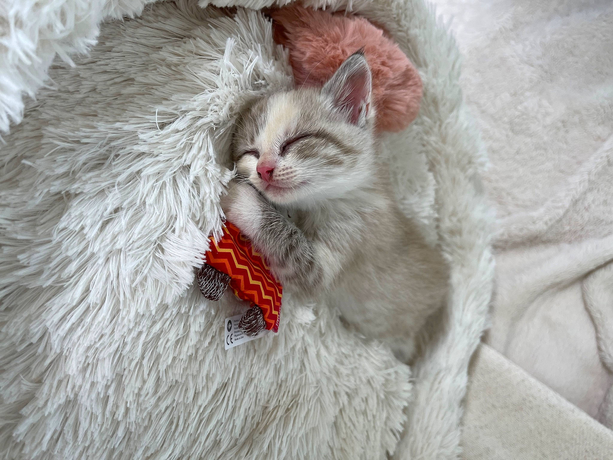 Harley a rejoint le concours — aidez-le/la à gagner de superbes lots ! carnivore, cat, claw, comfort, felidae, fur, grey, paw, small_to_medium_sized_cats, terrestrial_animal, whiskers