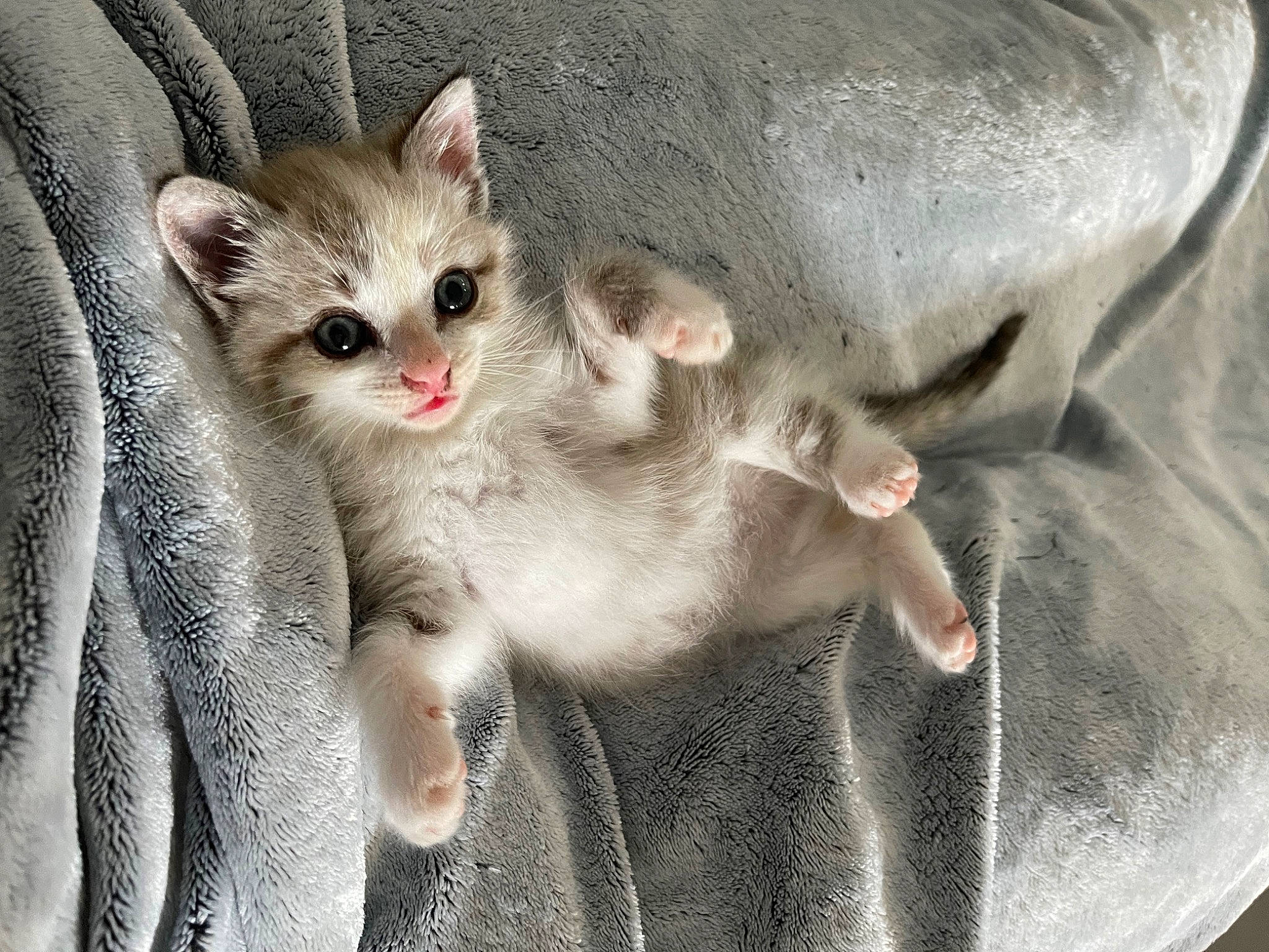 Harley a rejoint le concours — aidez-le/la à gagner de superbes lots ! carnivore, cat, claw, domestic_short_haired_cat, fawn, felidae, fur, gesture, paw, photo_caption, small_to_medium_sized_cats, snout, whiskers