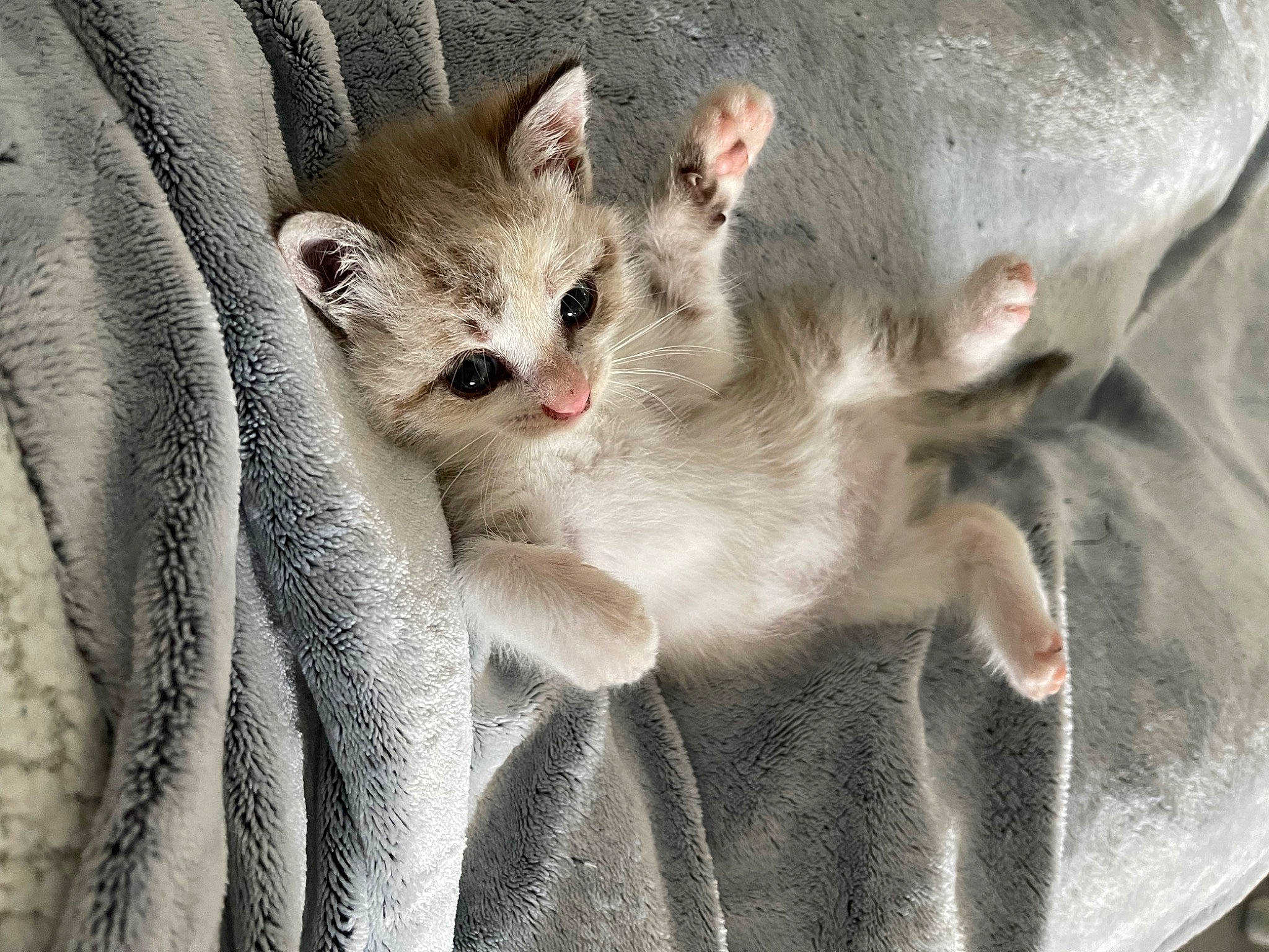 Harley participe au concours pour gagner de l'argent avec cette photo : carnivore, cat, claw, comfort, domestic_short_haired_cat, fawn, felidae, fur, paw, small_to_medium_sized_cats, snout, whiskers