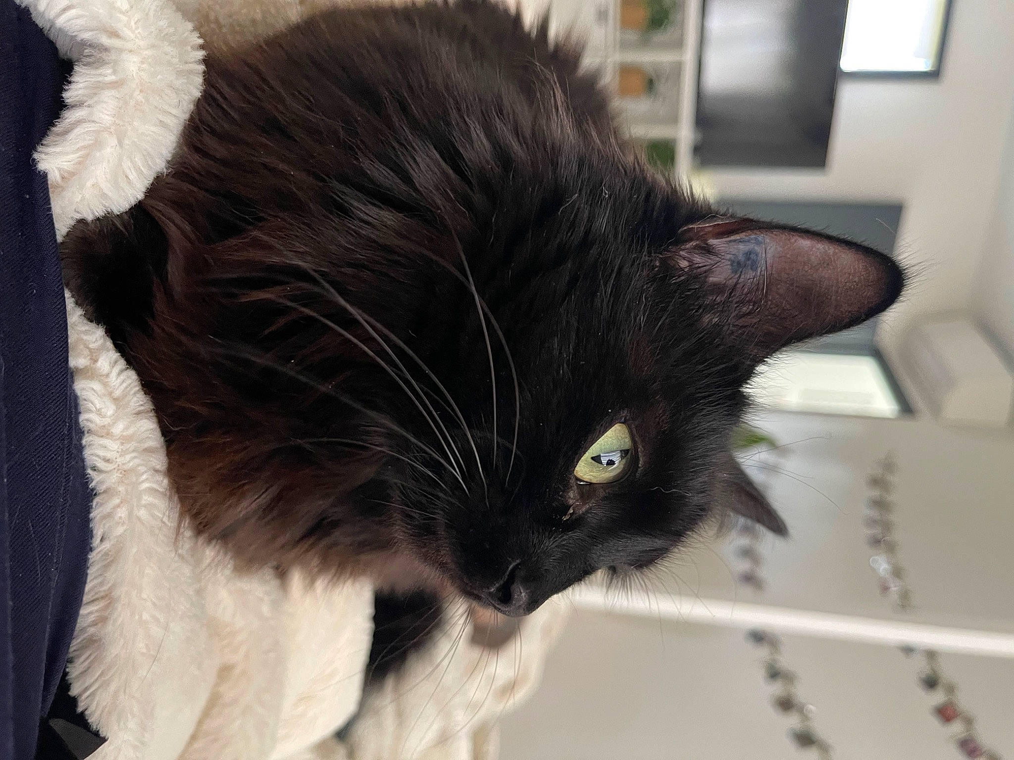 Chanelle participe au concours pour gagner de l'argent avec cette photo : black_cat, bombay, carnivore, cat, claw, collar, domestic_short_haired_cat, ear, eye, felidae, fur, hair, head, iris, picture_frame, small_to_medium_sized_cats, snout, tail, terrestrial_animal, whiskers